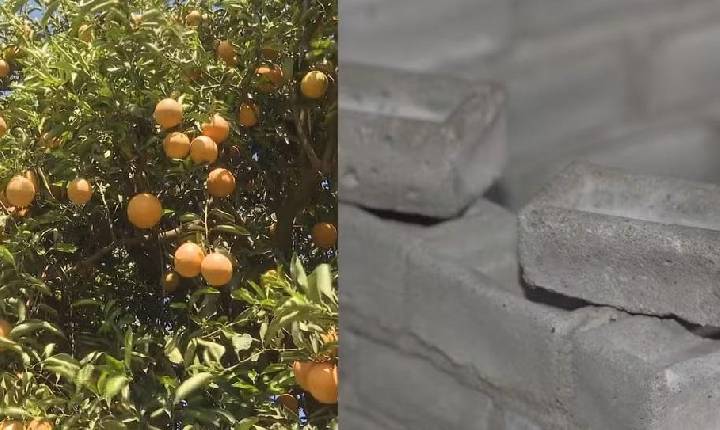 Alunos do Paraná criam tijolo usando pó de casca de laranja como substituto da cal