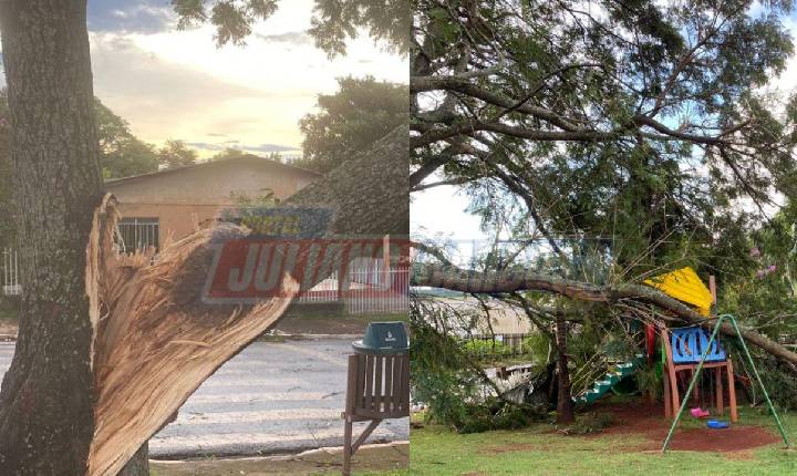 Ventos fortes causam queda de árvores em Jardim Alegre