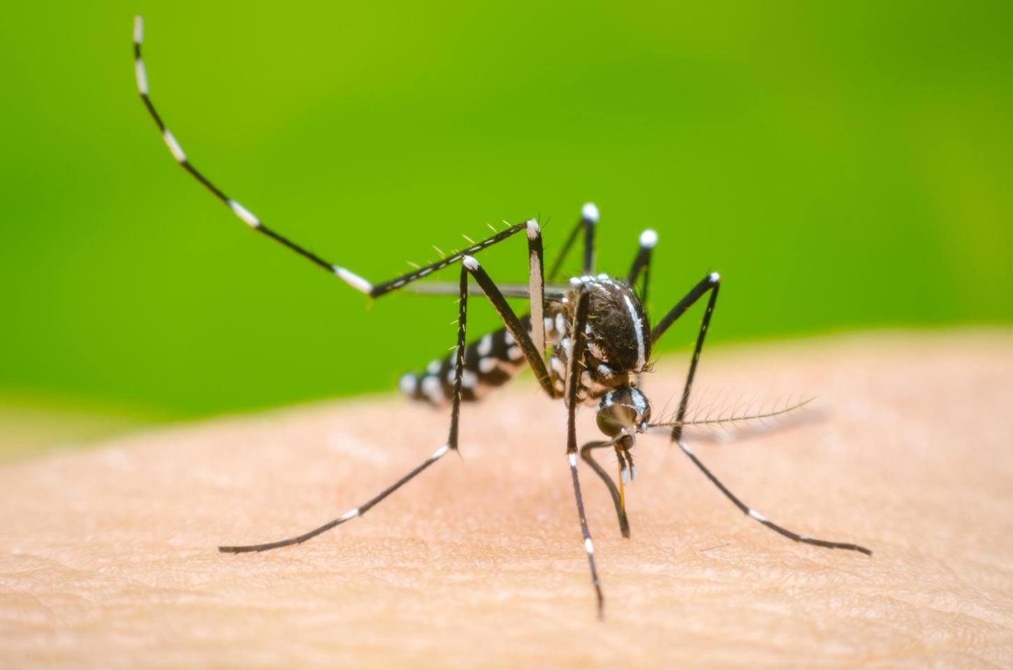 Novo período sazonal da dengue 2024/2025 inicia com 487 casos e nenhum óbito no Paraná