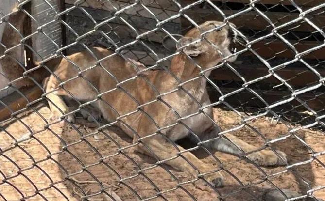 Onça é resgatada dentro de galinheiro no Paraná