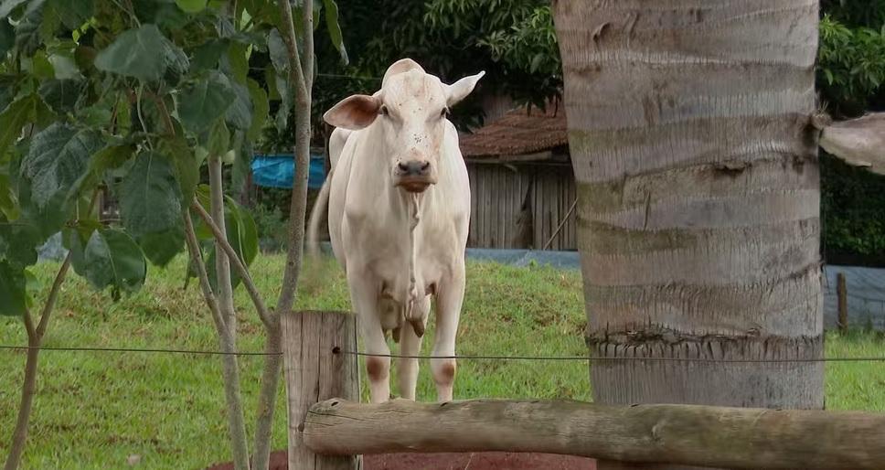Câmeras flagram momento em que vaca abre a porteira e foge no Paraná