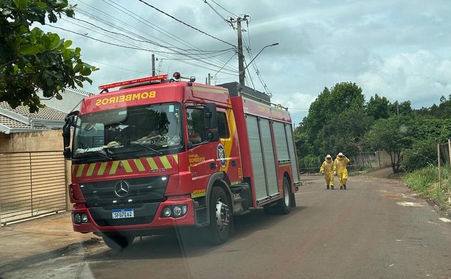 Comerciante de Jardim Alegre relata que sofreu dezenas de picadas de abelhas ao tentar salvar cães de ataque