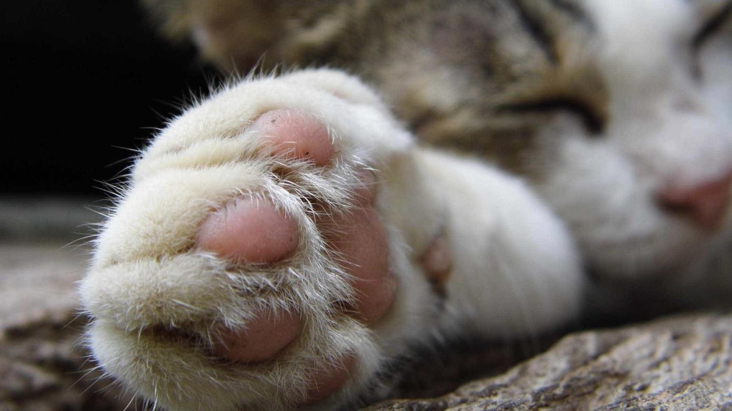 Homem é preso suspeito de matar sete gatos a facadas no Paraná