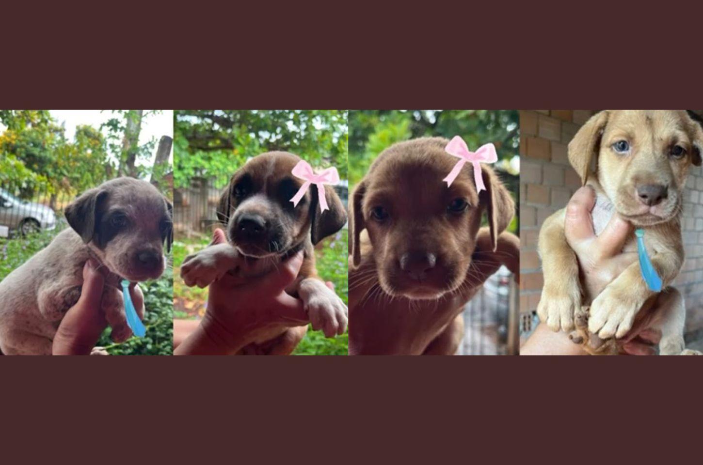 Quatro cães filhotes estão disponíveis para adoção em Jardim Alegre