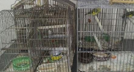 Briga por furto de pássaros termina com dois irmãos mortos e um homem e uma criança feridos, no Paraná