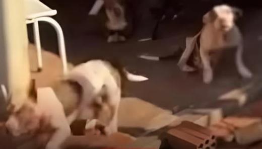 Idosa de 79 anos é atacada por três pitbulls e fica gravemente ferida em Jandaia do Sul