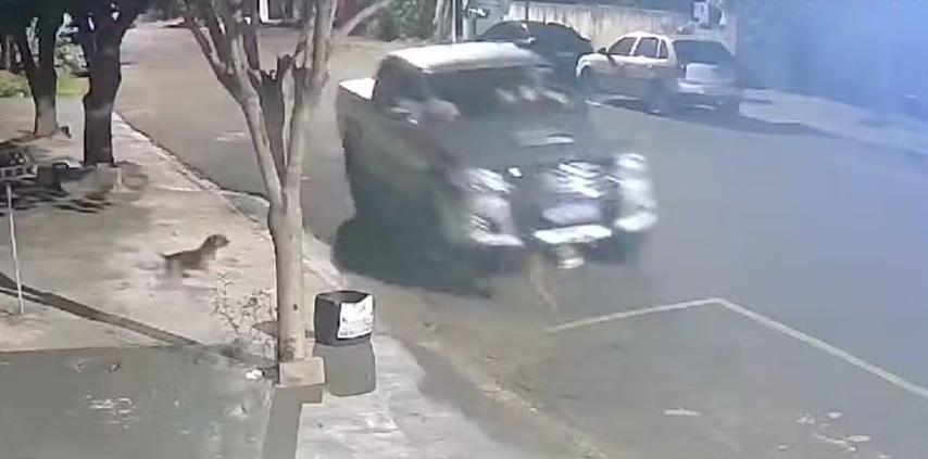 Polícia indicia por maus-tratos homem suspeito de ser o motorista que matou cachorro atropelado no Paraná