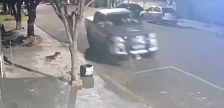 Polícia ouve suspeito de atropelar de propósito cachorro em Porto Rico