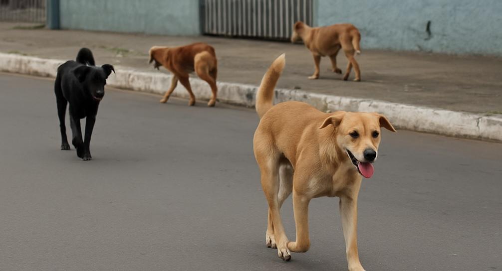 Jardim Alegre vive clima de pânico com ataques de cães soltos nas ruas