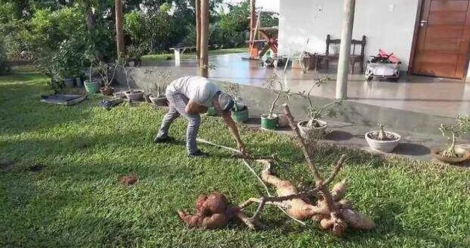 Mandioca Gigante de quase 3 metros é Colhida em Cianorte