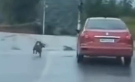 Morador acusado injustamente de abandono de animal é encontrado morto após sofrer ataques em SC