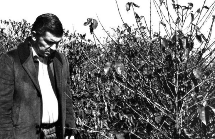 Há 50 anos Geada Negra transformava o agro do Paraná