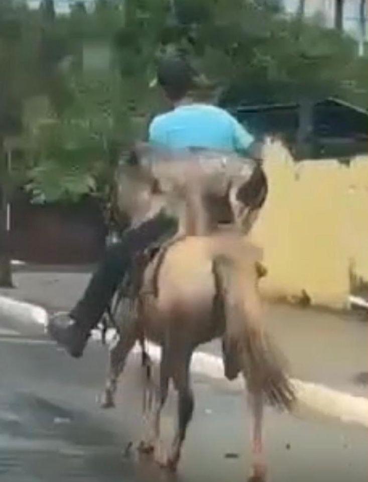 Cachorrinha chama atenção de moradores ao passear a cavalo com tutor em Jardim Alegre