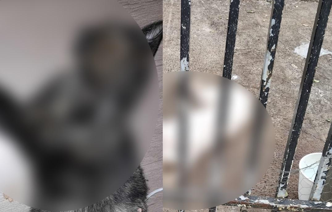 Moradoras relatam morte de cães e gatos na Placa Luar e levantam suspeita de envenenamento