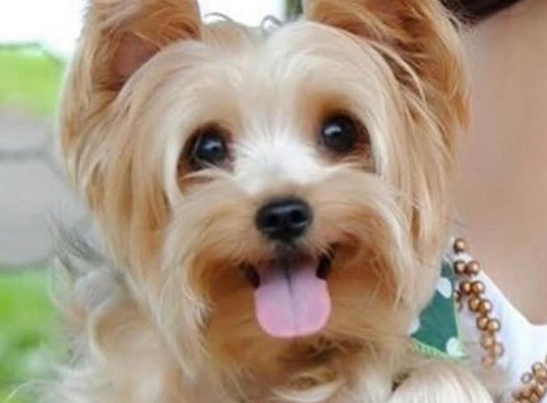 Família procura por cachorrinho desaparecido há uma semana em Ivaiporã