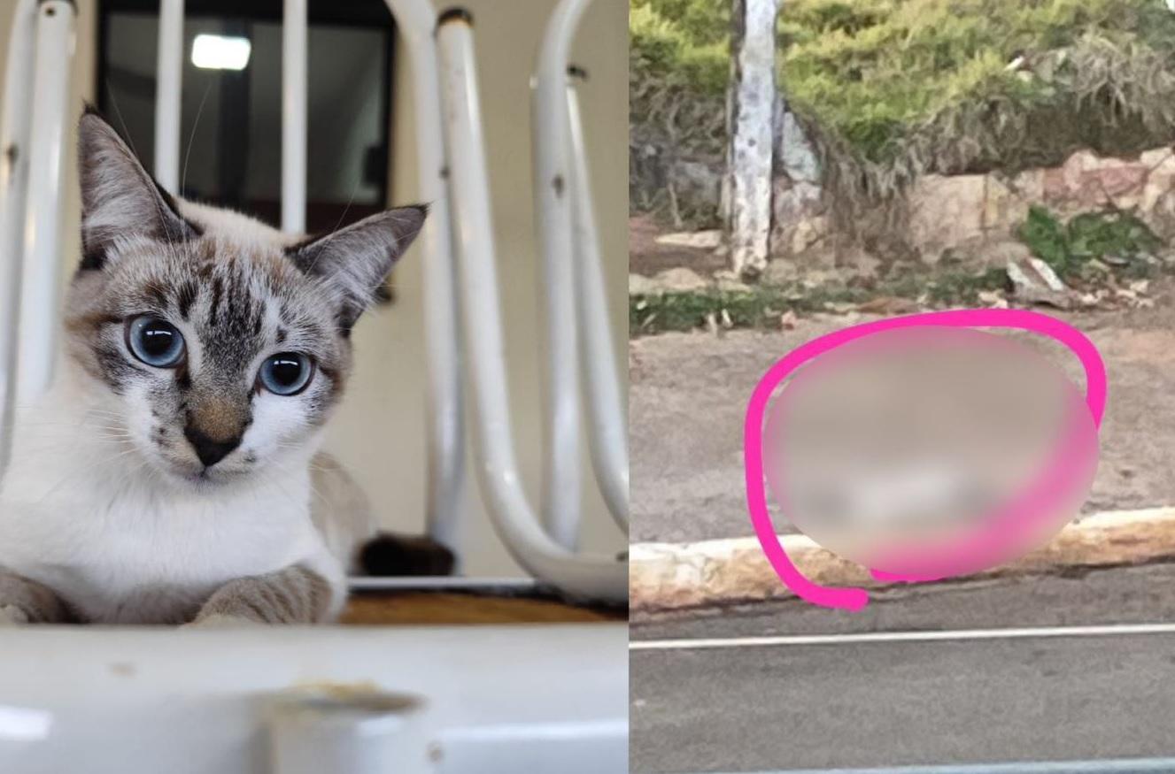 Gata que estava sendo procurada é encontrada morta com outro animal em Jardim Alegre; há suspeita de envenenamento
