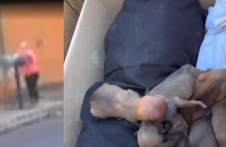 Mulher é investigada por jogar 11 filhotes de cachorro em lixeira no Paraná; apenas um sobreviveu