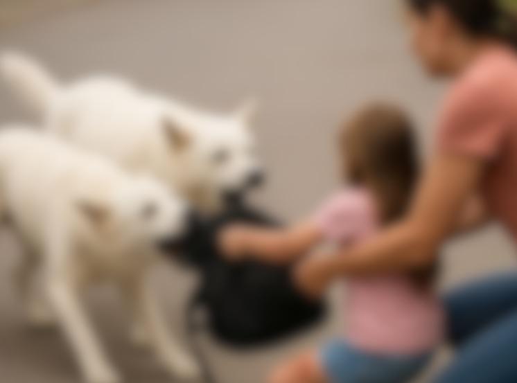 Mãe e filha de 6 anos são atacadas por cães em rua de Jardim Alegre