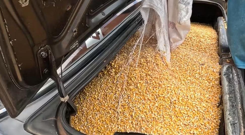 População saqueia carga de milho com baldes e enche porta-malas após tombamento de caminhão na PR-445