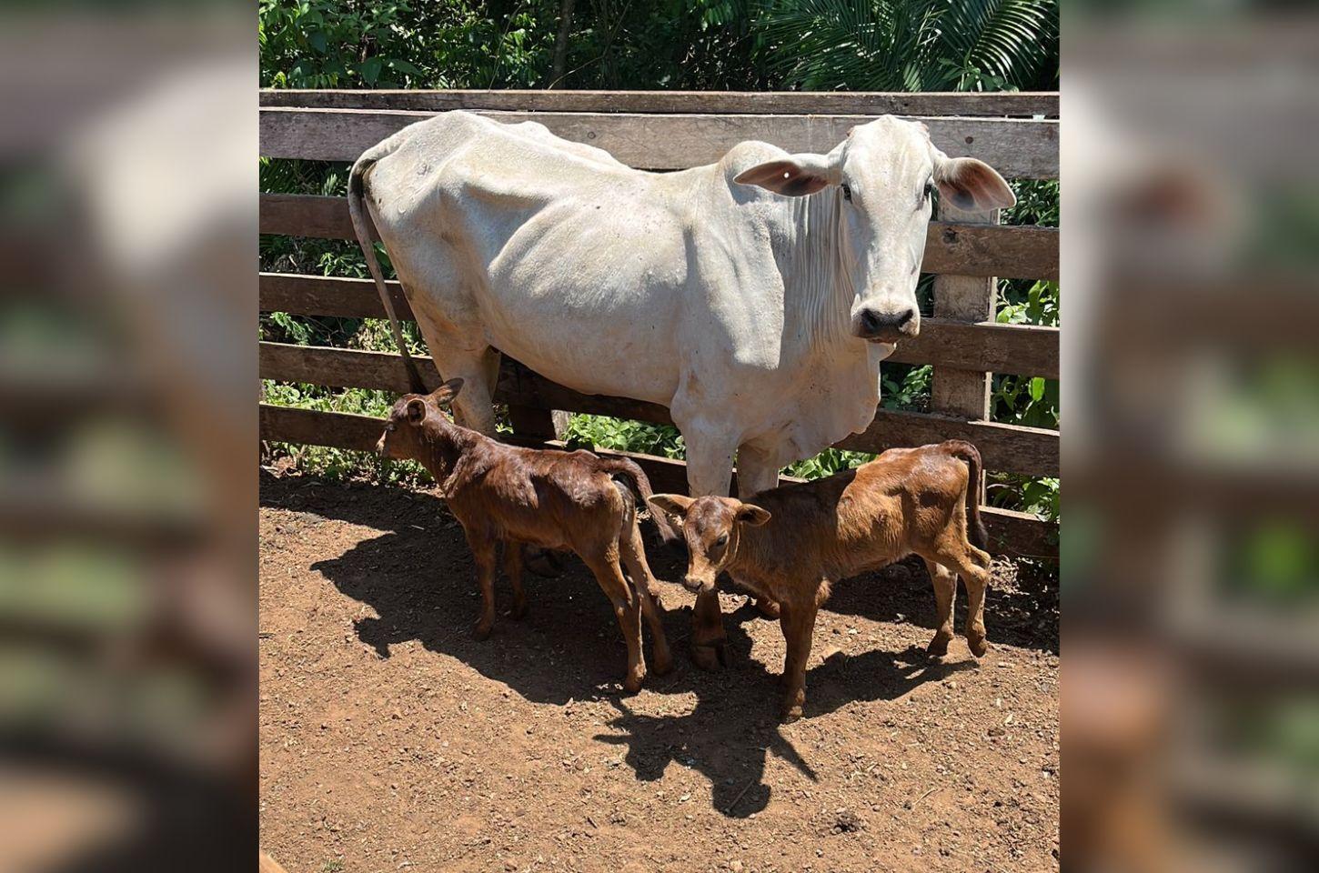 Vaca dá à luz a gêmeos em Jardim Alegre, sendo a terceira ocorrência na mesma propriedade em menos de dois anos