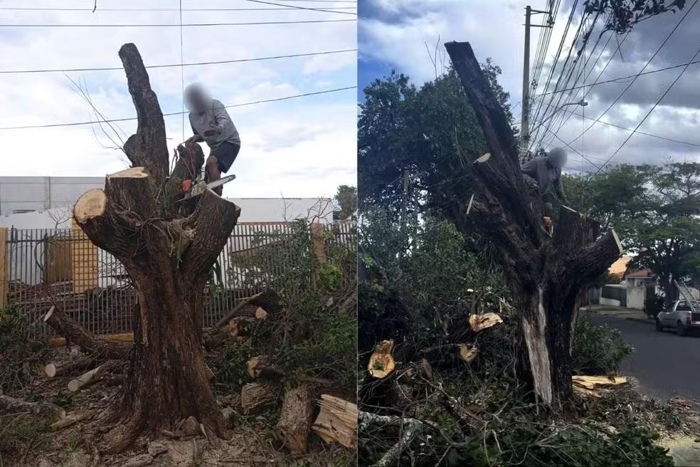 Homem é preso pela segunda vez no mesmo dia por cortar a mesma árvore sem autorização em Maringá