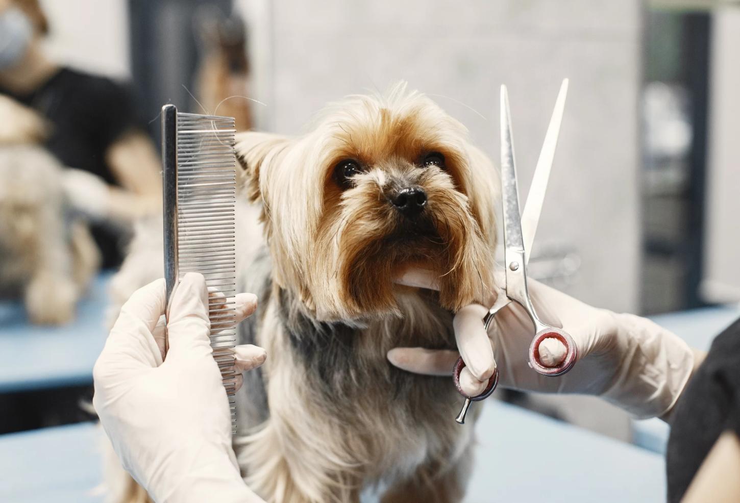 Pet + Saúde, em Jardim Alegre, abre vaga para banhista com experiência e carteira de motorista