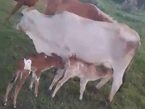 Quarto nascimento de bezerros gêmeos na mesma propriedade chama a atenção em Jardim Alegre