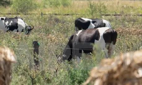 Vaca é morta por disparo de arma de fogo em propriedade rural de Borrazópolis