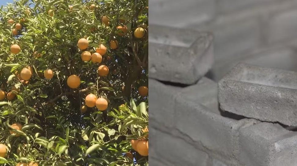 Alunos do Paraná criam tijolo usando pó de casca de laranja como substituto da cal