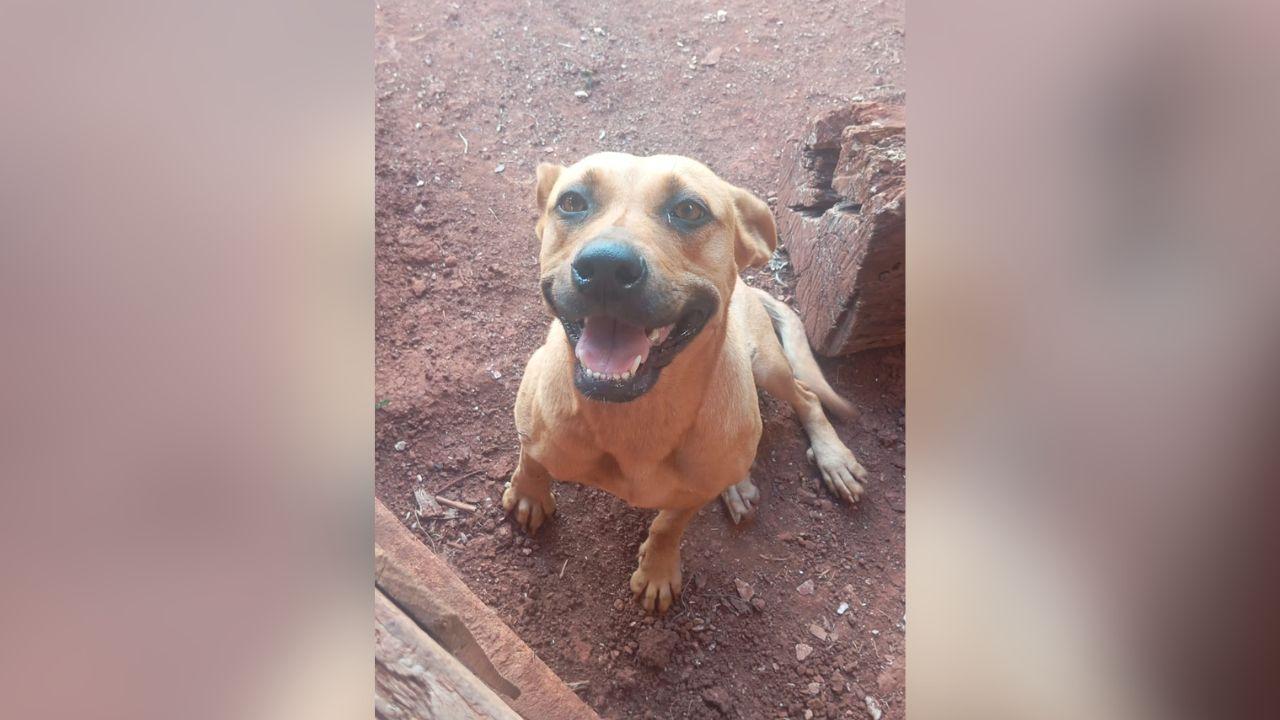 Após quase dois meses desaparecida, cadela de Jardim Alegre reconhece dono em Ivaiporã e chega debilitada ao local de trabalho