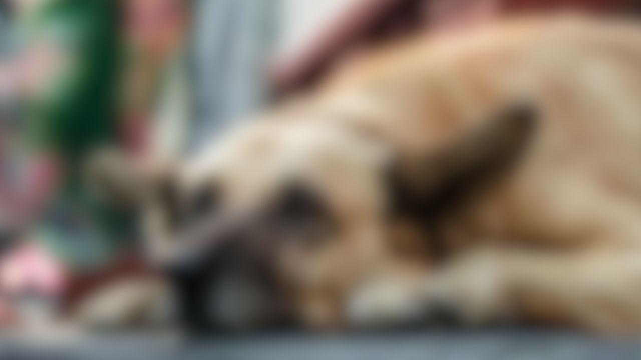 Criança tem ferimentos após ser atacada e mordida por cachorro e PM foi acionada em Ivaiporã