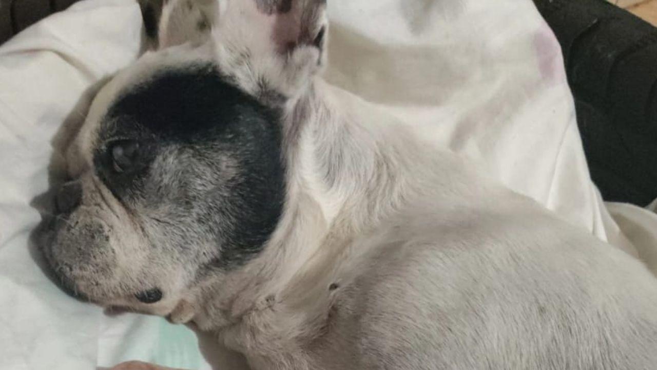 Bulldog francês de Jardim Alegre sofre suspeita de envenenamento; tutores lutam para salvar o cão