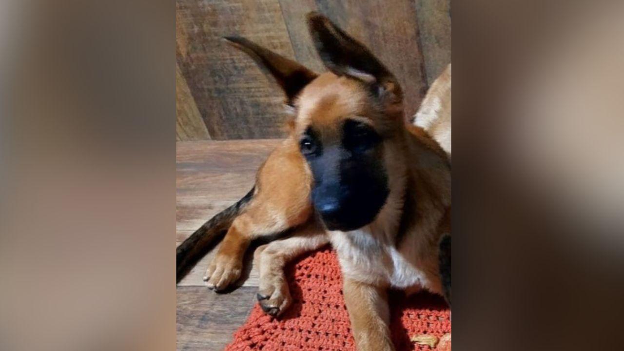 Cachorrinha filhote desaparecida em Jardim Alegre é encontrada após divulgação do caso