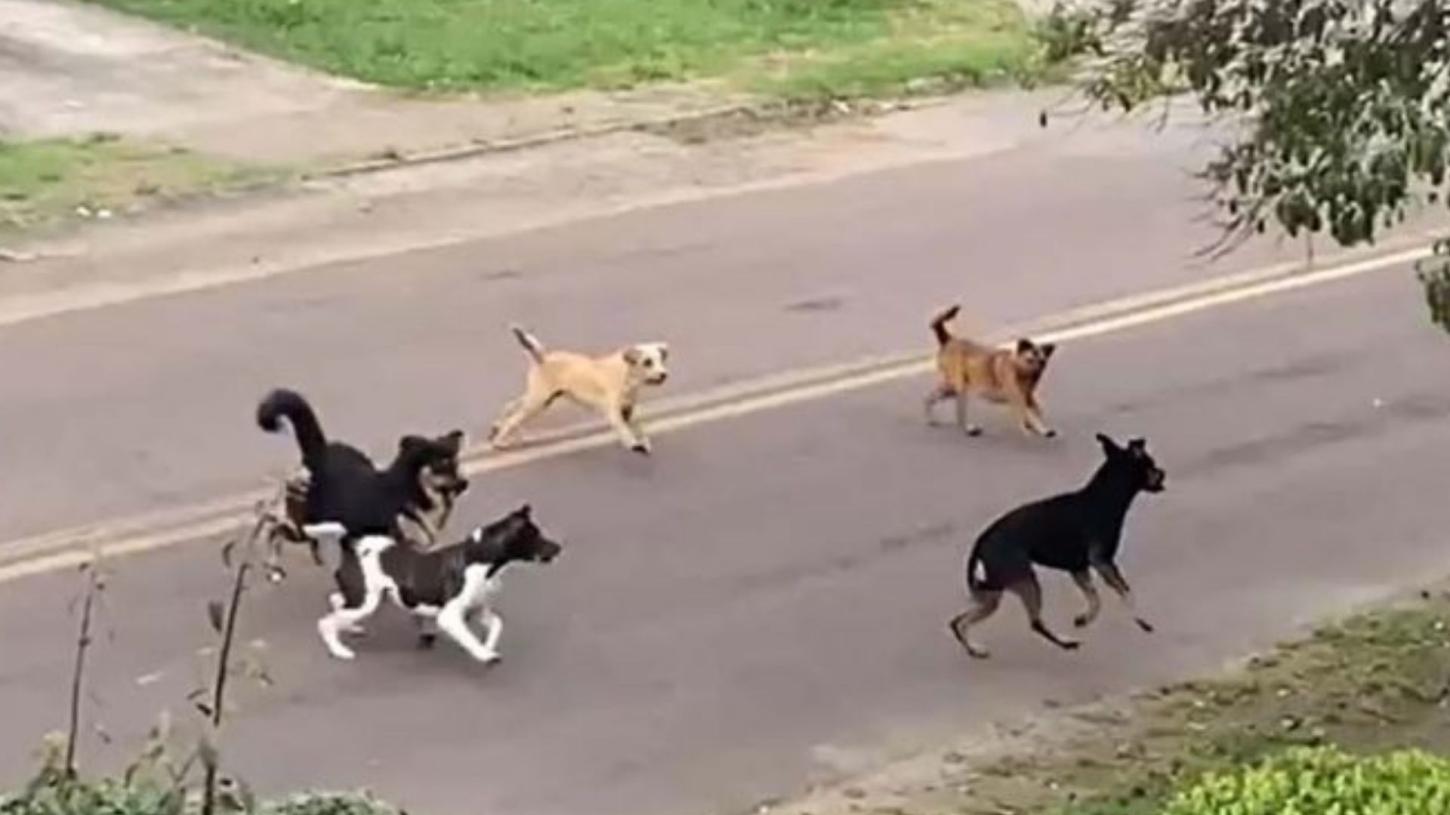 Motociclista atacado em Ivaiporã reacende alerta sobre cães soltos na região; Jardim Alegre concentra reclamações