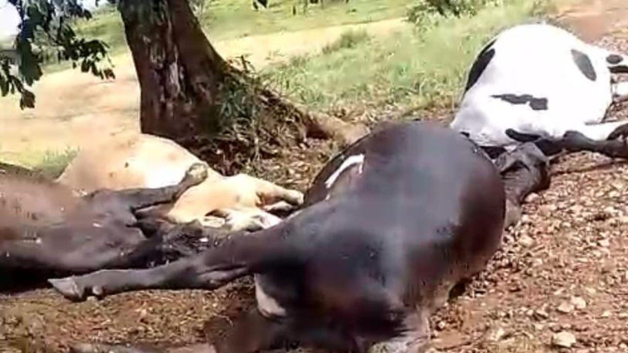 Raio atinge propriedade rural e mata cinco bovinos em Ivaiporã