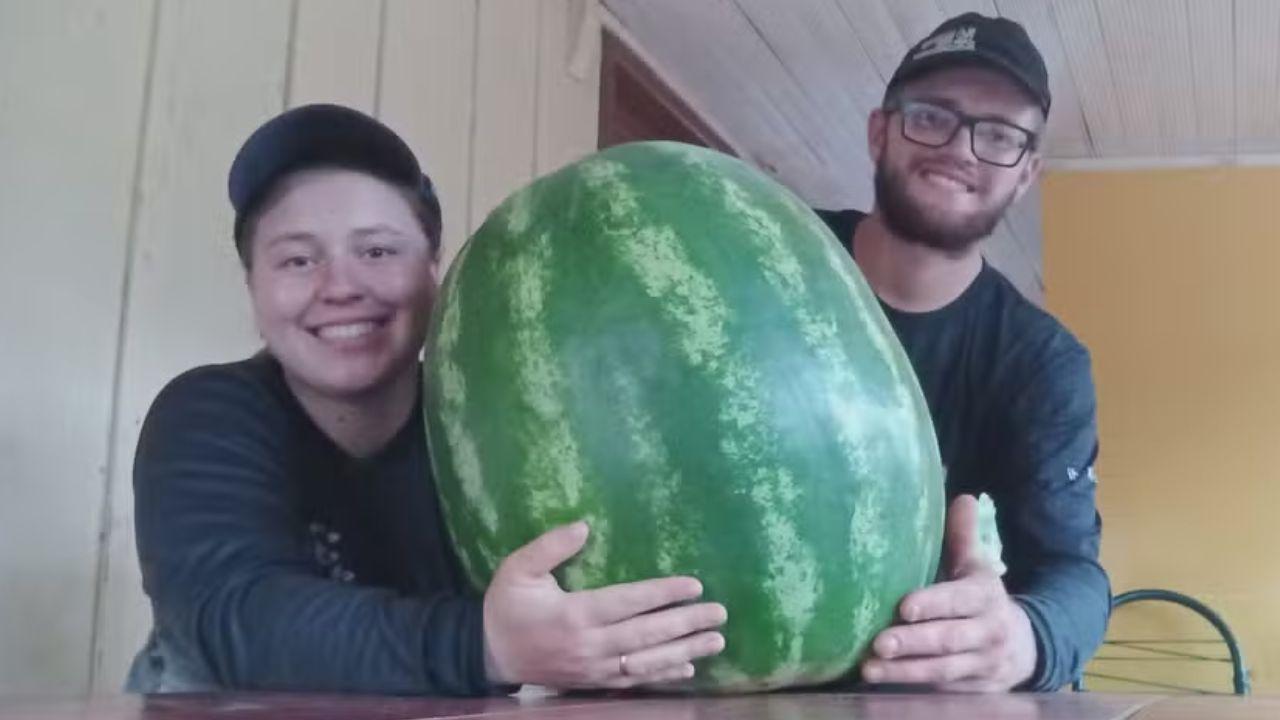 Agricultores colhem melancia ‘gigante’ de 34 kg no sudoeste do Paraná