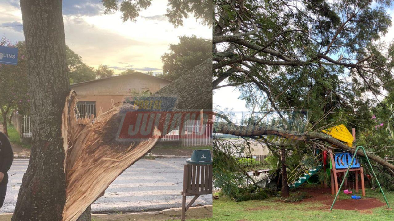 Ventos fortes causam queda de árvores em Jardim Alegre