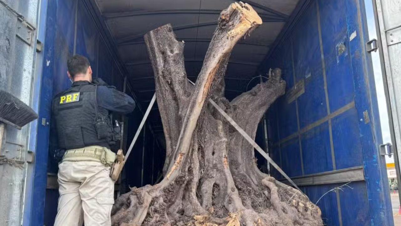 PRF apreende carreta com árvores centenárias contrabandeadas em Maringá
