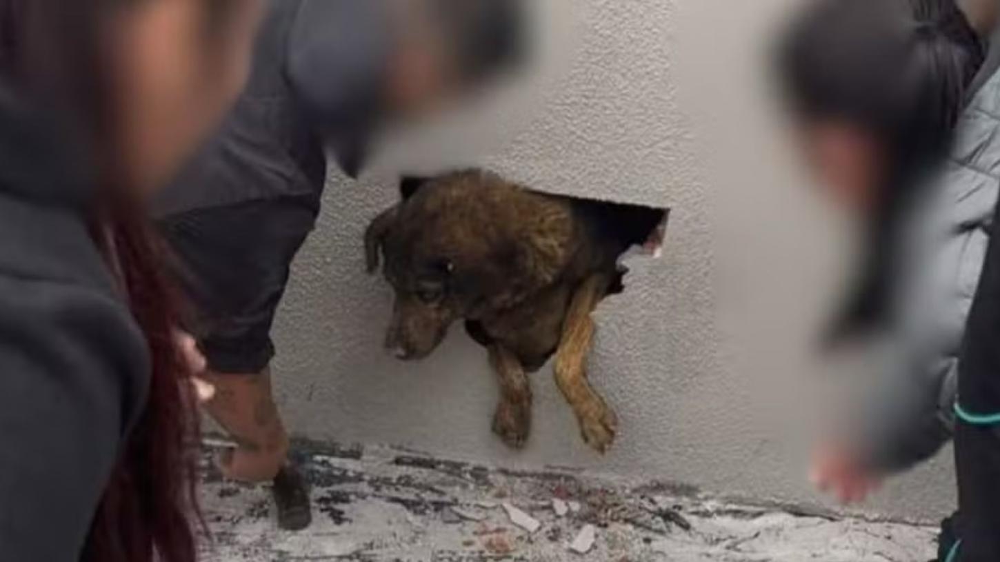 Cadela desaparecida em Guarapuava é resgatada de dentro de parede concretada em obra