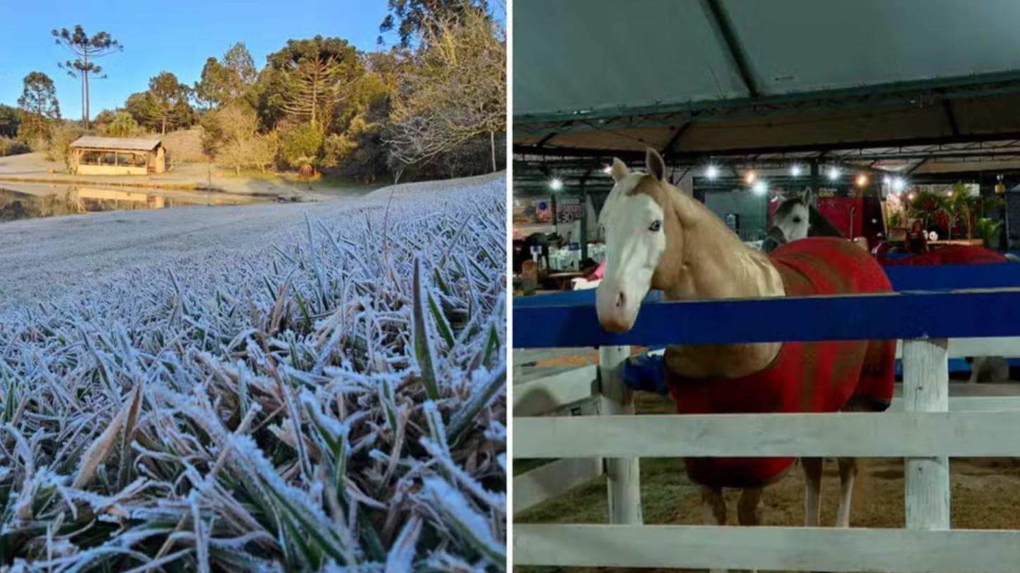 Cavalo com “blusa” de lã e termômetros a -4,8°C: Paraná registra novo recorde de frio com geadas pelo segundo dia seguido