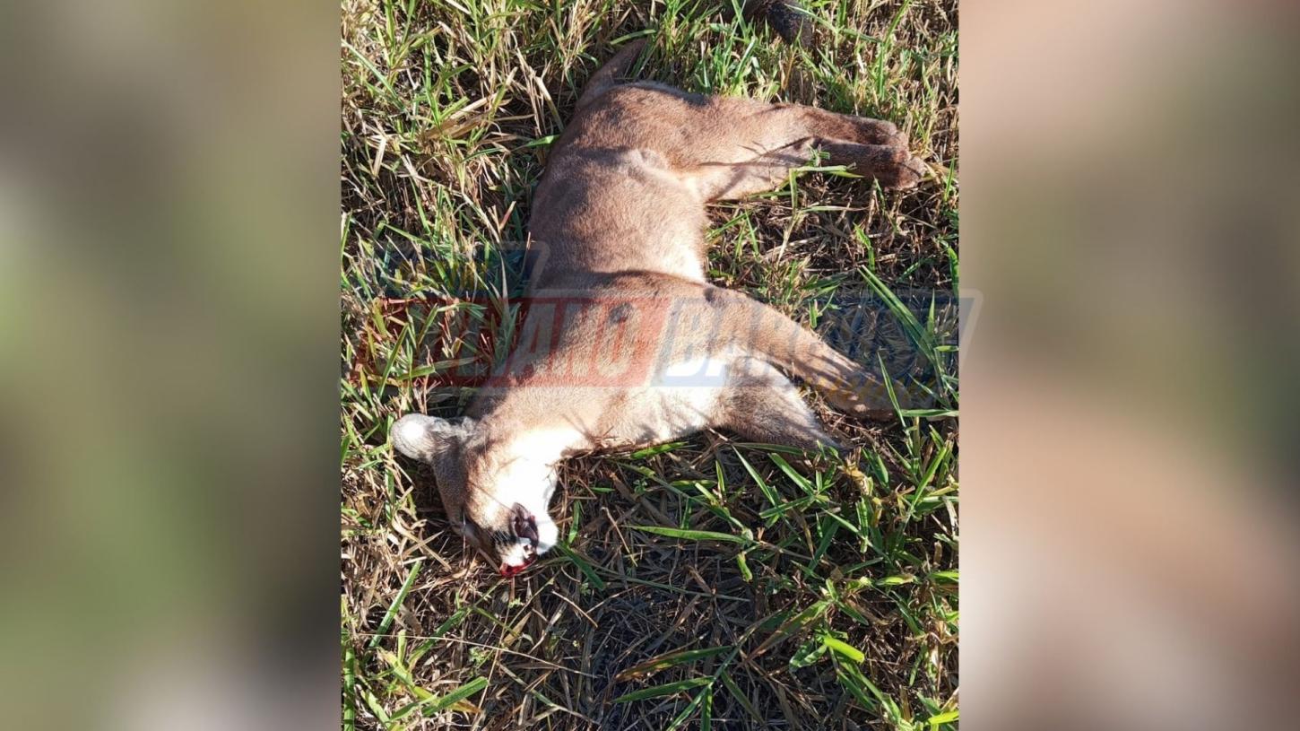 Possível onça-parda é encontrada morta na PR-170; morador de Jardim Alegre fez o registro