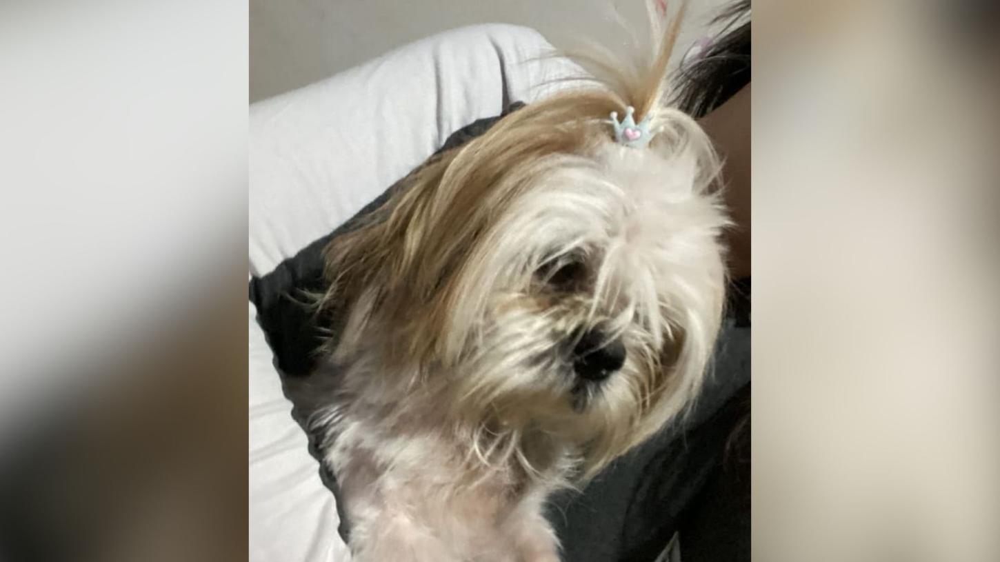 Desaparecimento de cachorrinha mobiliza moradores de Jardim Alegre
