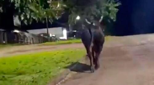 Touro escapa durante preparação de rodeio e mata mulher em Barbosa Ferraz