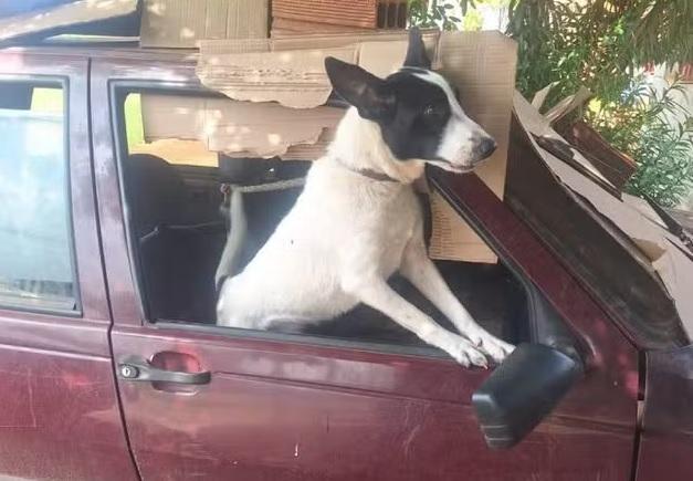 Cachorro é resgatado após ficar três meses confinado em carro no Paraná