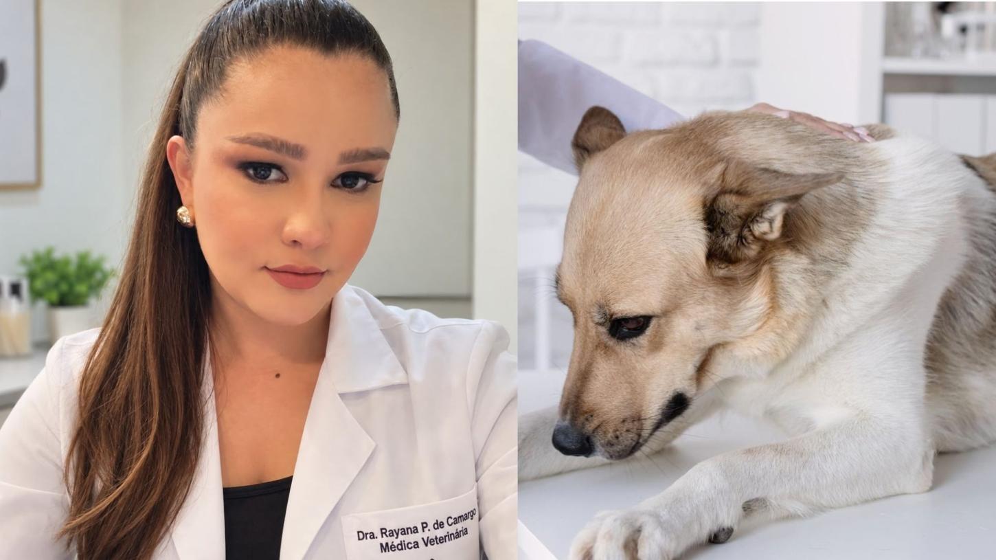 Médica veterinária de Jardim Alegre alerta sobre riscos de medicamentos humanos para animais