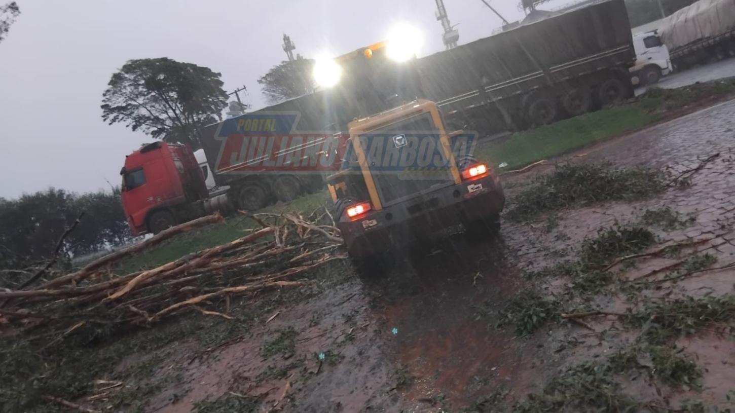 Servidores de Jardim Alegre e Corpo de Bombeiros retiram árvore de grande porte da PR-466