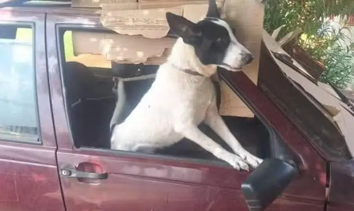 Cachorro é resgatado após ficar três meses confinado em carro no Paraná