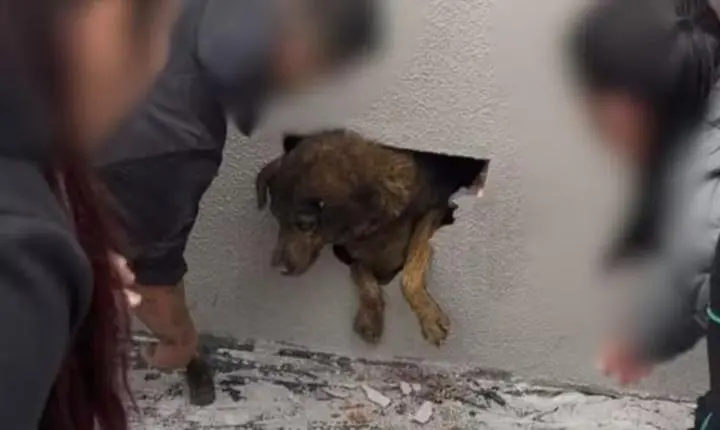 Cadela desaparecida em Guarapuava é resgatada de dentro de parede concretada em obra