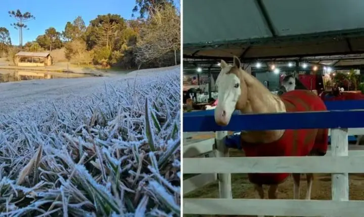 Cavalo com “blusa” de lã e termômetros a -4,8°C: Paraná registra novo recorde de frio com geadas pelo segundo dia seguido