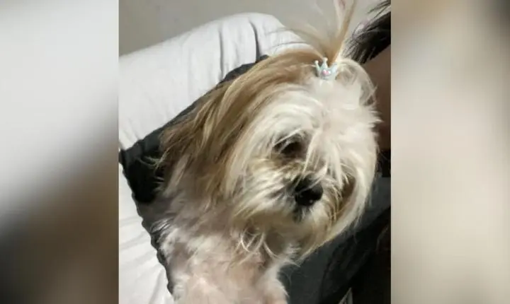 Desaparecimento de cachorrinha mobiliza moradores de Jardim Alegre